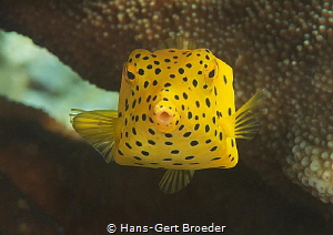Yellow Boxfish,( Ostracion cubicus ), juvenile
Raja Ampat by Hans-Gert Broeder 